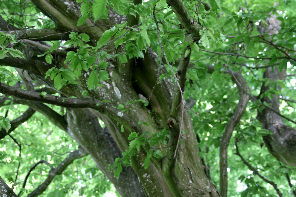 Граб обыкновенный / граб европейский / граб кавказский (лат. Carpinus betulus), ботанический сад г Орхус, Дания. Фото 4 авг. 2021