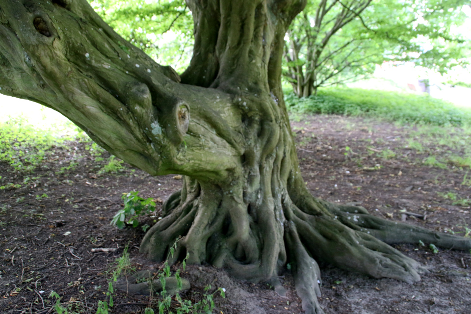 Ствол. Граб обыкновенный / граб европейский / граб кавказский (лат. Carpinus betulus), ботанический сад г. Орхус, Дания. Фото 4 авг. 2021