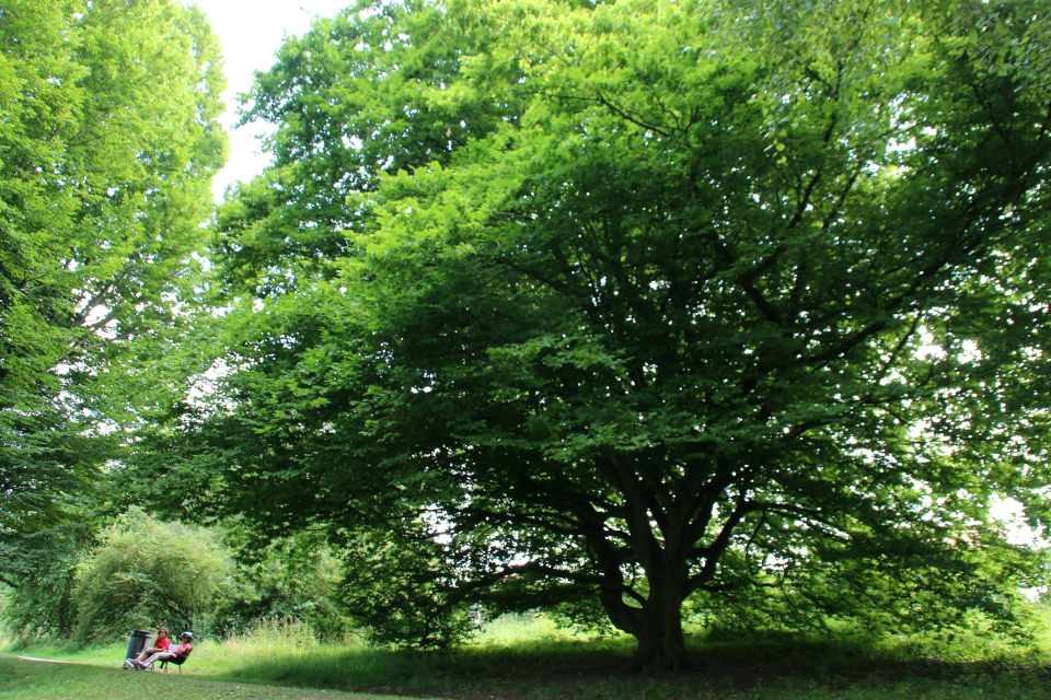 Граб обыкновенный / граб европейский / граб кавказский (лат. Carpinus betulus), ботанический сад г Орхус, Дания. Фото 4 авг. 2021