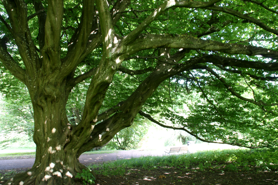 Ствол. Граб обыкновенный / граб европейский / граб кавказский (лат. Carpinus betulus), ботанический сад г. Орхус, Дания. Фото 4 авг. 2021