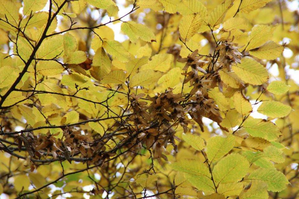 Граб обыкновенный (дат. Avnbøg, лат. Carpinus betulus). Ботанический сад Орхус, Дания. Фото 1 нояб. 2021