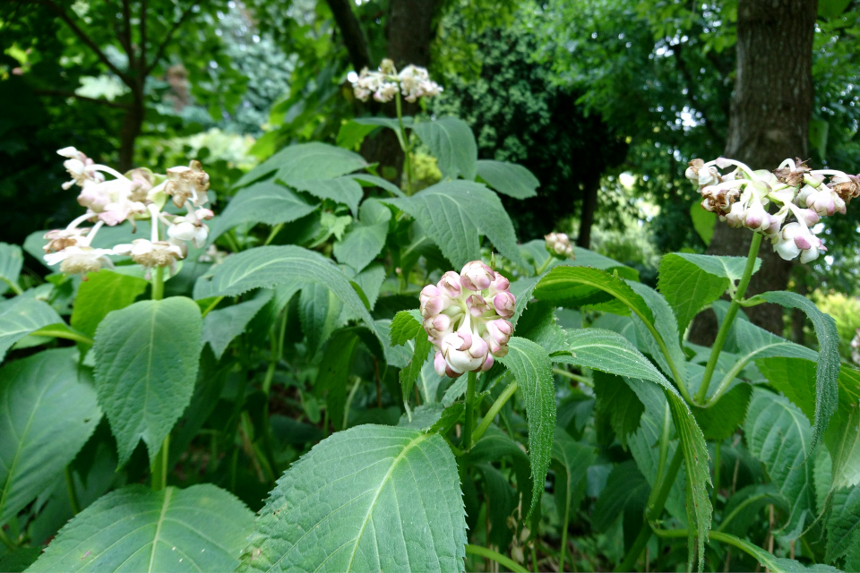  Дайнанте двураздельная (дат. False hydrangea, лат. Deinanthe bifida). Ботанический сад Орхус, 4 авг. 2021, Дания