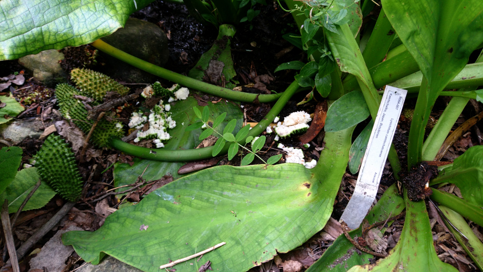 Лизихитон камчатский (дат. hvid kæmpekalla, лат. Lysichiton camtschatcensis). Ботанический сад, Орхус, 4 авг. 2021, Дания