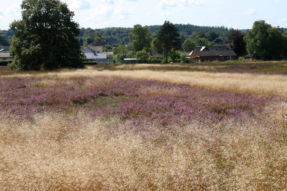 Луговик извилистый, bølget bunke, Deschampsia flexuosa . Вересковые холмы Синдбьерг и Стоубьерг (Lyngbakke Sindbjerg Stovbjerg), Сайс-Свайбэк (Sejs-Svejbæk), Дания. Фото 23 авг. 2021