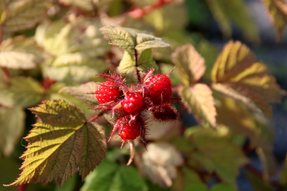 Малина японская (дат. Vinbrombær, лат. Rubus phoenicolasius) в ботаническом сад г. Орхус, Дания. Фото 4 авг. 2021