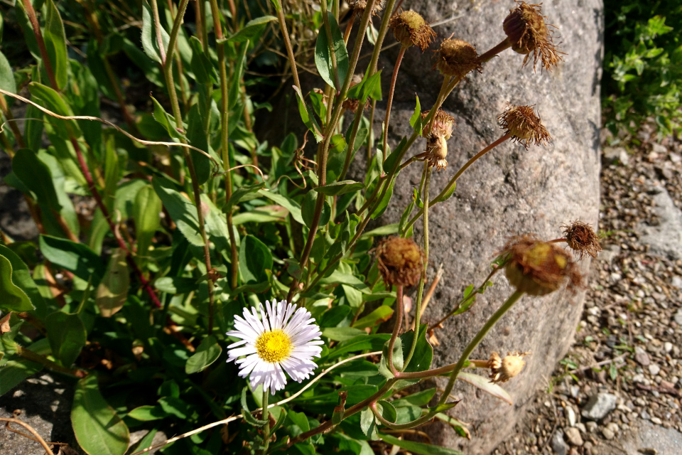 Мелколепестник голенький (лат. Erigeron glabellus). Ботанический сад Орхус 4 августа 2021, Дания