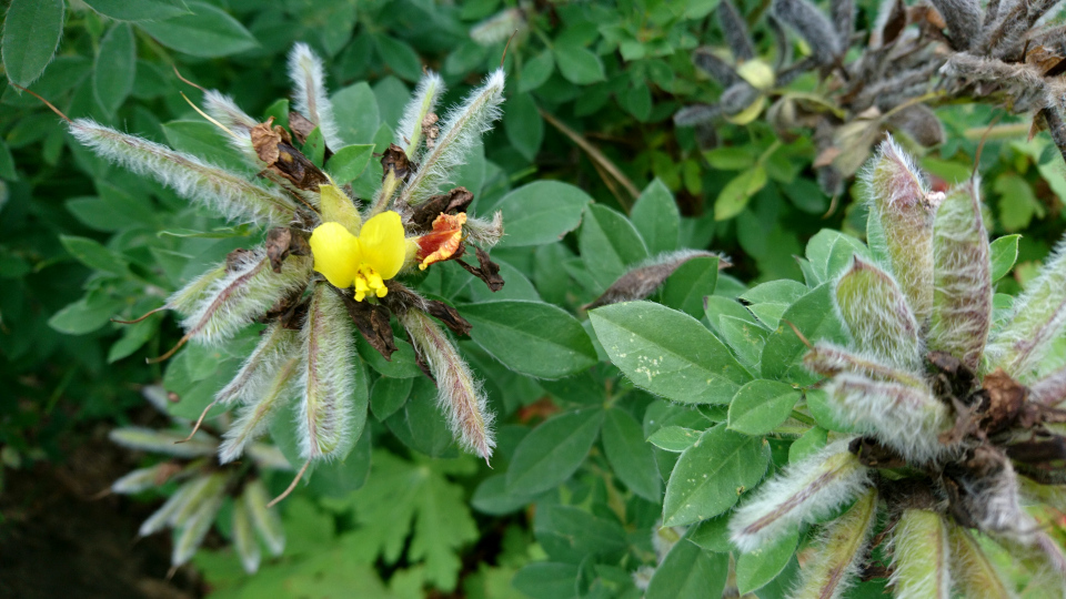 Ракитник волосистый (лат. Cytisus hirsutus). Ботанический сад Орхус 4 августа 2021, Дания