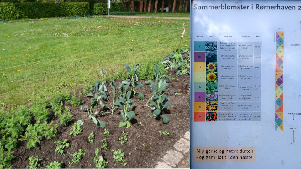 Съедобная клумба в парке Рёмер 2021 - табличка с планом и списком растений. Фото 27 мая 2021, г. Орхус, Дания