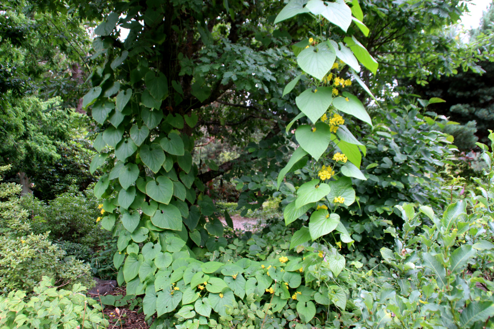 Тладианта сомнительная (дат. Manchurisk agurk, лат. Thladiantha dubia). Ботанический сад Орхус 4 августа 2021, Дания