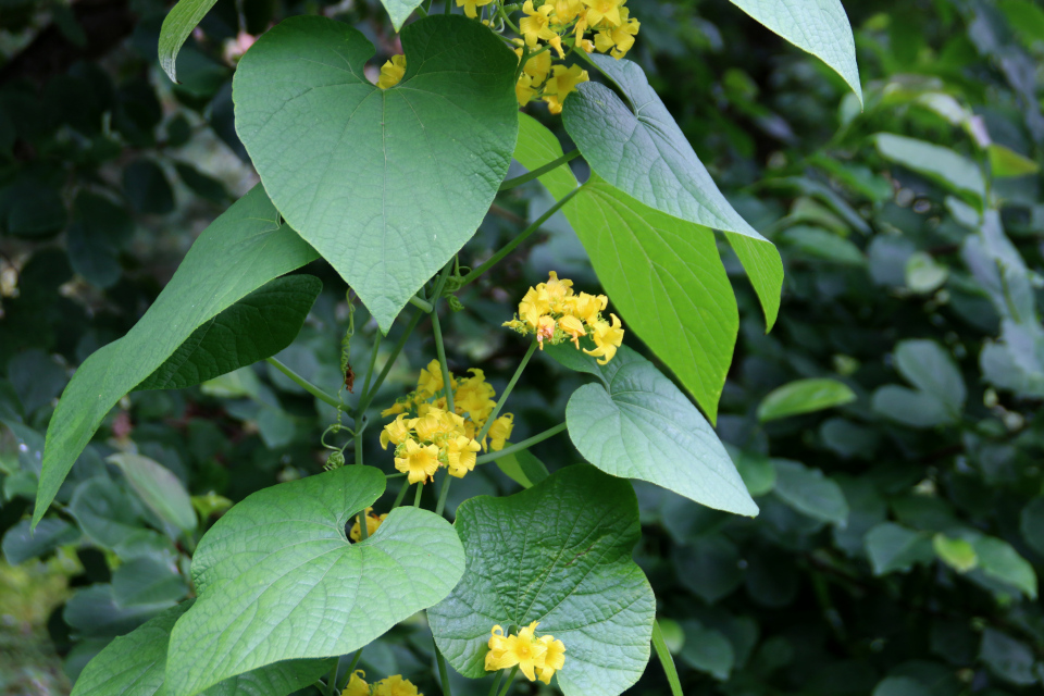 Тладианта сомнительная (дат. Manchurisk agurk, лат. Thladiantha dubia). Ботанический сад Орхус 4 августа 2021, Дания