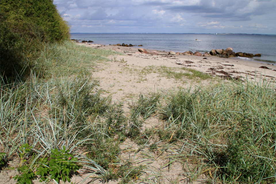  Колосняк песчаный (Marehalm (Leymus arenarius) . Берег леса Марселисборг, Орхус, Дания. Фото 15 авг. 2021