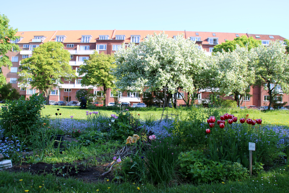 Городские огороды Марселисборг (Havefællesskabet i Marselisborg Hospitalspark), г. Орхус, Дания. Фото 15 мая 2018