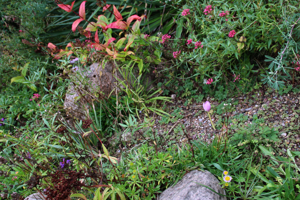 Цветущие кентрантус красный, эригерон и безвременник в ботаническом саду, г. Орхус, Дания. Фото 18 сентября 2021, Дания