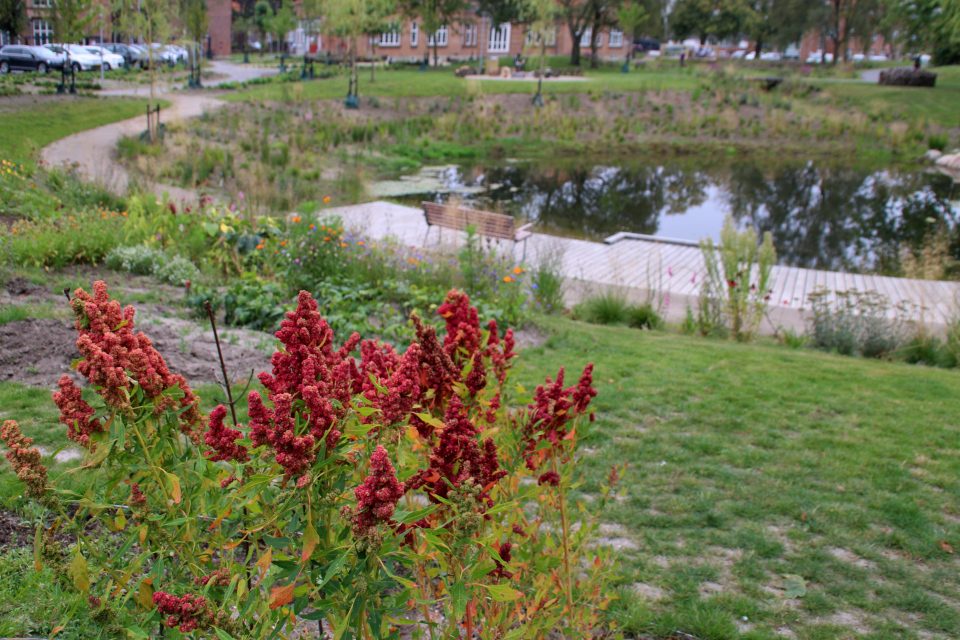 Киноа (дат. Quinoa, лат. Chenopodium quinoa). Городские огороды. Дождевой парк Спарк (Spark rain park, Marselisborg center), Орхус, Дания. Фото 2 сент. 2021