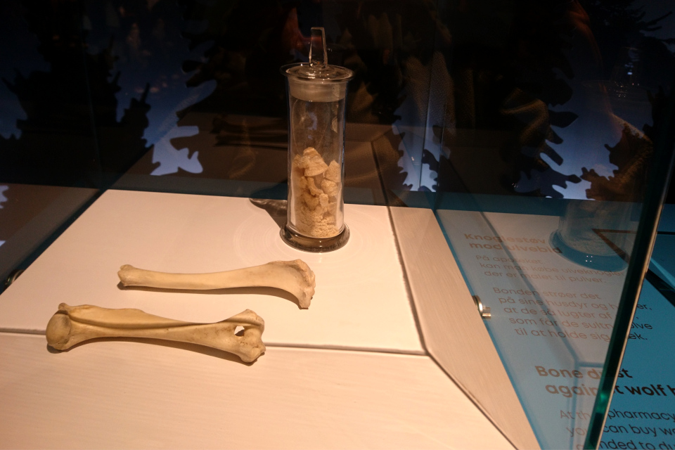 Кости, погрызанные волком. Фото 29 авг. 2021, музей естественной истории Орхус, Дания