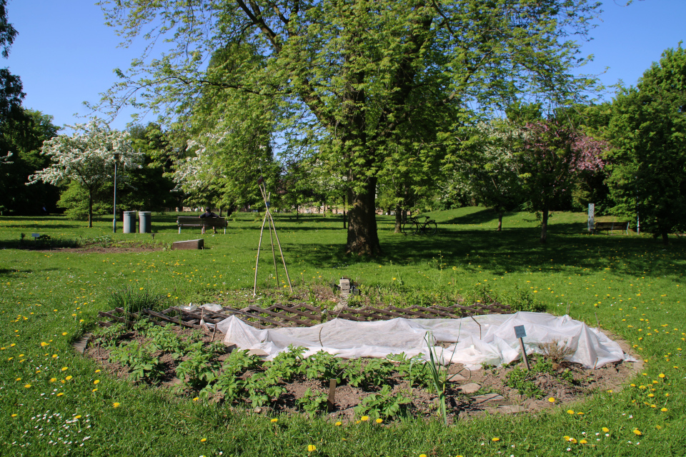 Городские огороды Марселисборг (Havefællesskabet i Marselisborg Hospitalspark), г. Орхус, Дания. Фото 15 мая 2018