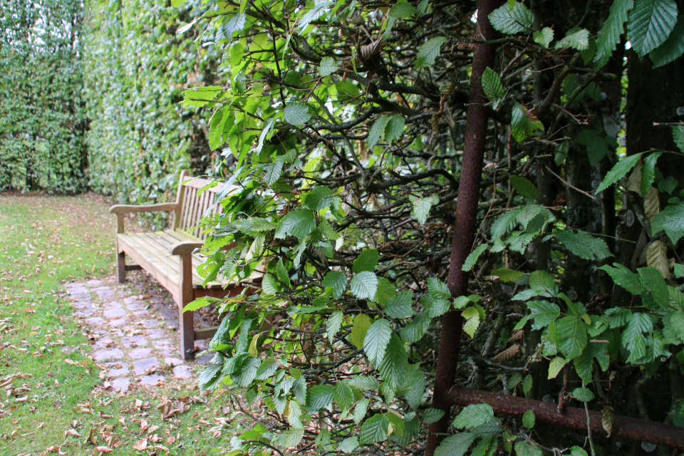 Граб европейский, или граб кавказский, или граб обыкновенный (дат. avnbøg, лат. Carpinus betulus) Геометрическе сады в Хернинг (De Geometriske Haver Herning), Дания. Фото 14 сент. 2021