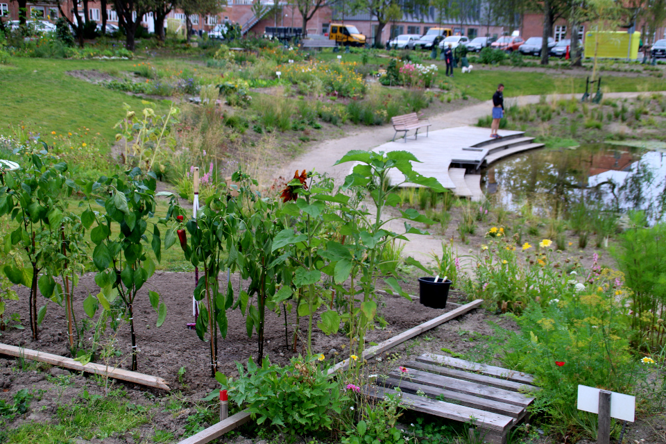 Перец. Городские огороды. Дождевой парк Спарк (Spark rain park, Marselisborg center), Орхус, Дания. Фото 2 сент. 2021