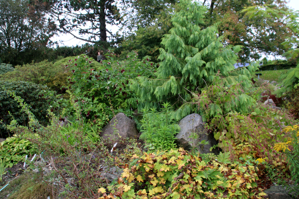 Диоскорея ниппонская и Курчавка грушелистная ботаническом саду, г. Орхус, Дания. Фото 18 сентября 2021, Дания