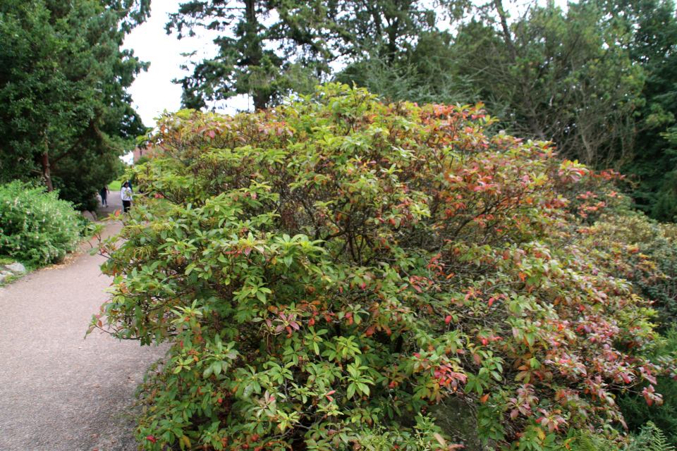 Рододендрон жёлтый / понтийская азалия. Ботанический сад Орхус 18 сентября 2021, Дания