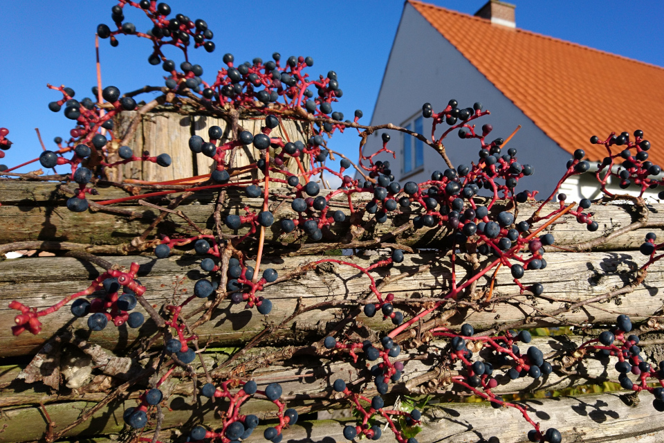 Грозди девичьего винограда триостренного, ограда частного дома г. Вибю, Дания. Фото 24 окт. 2018