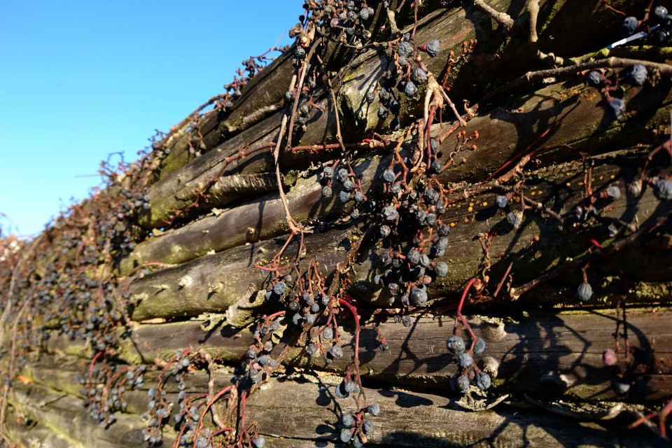 Высохшие плоды девичьего винограда. Фото 18 янв. 2019, г. Хойбьерг, Дания 