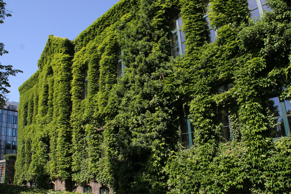 Зеленая стена - девичий виноград триостренный в Дании. Фото 12 июн. 2018, Brobjerg skole, Орхус