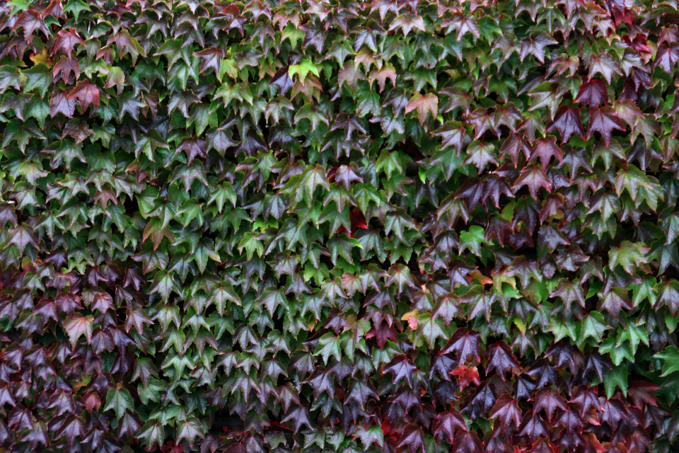 Осенняя листва девичьего винограда триостренного, ограда частного дома г. Вибю, Дания. Фото 29 сент 2021