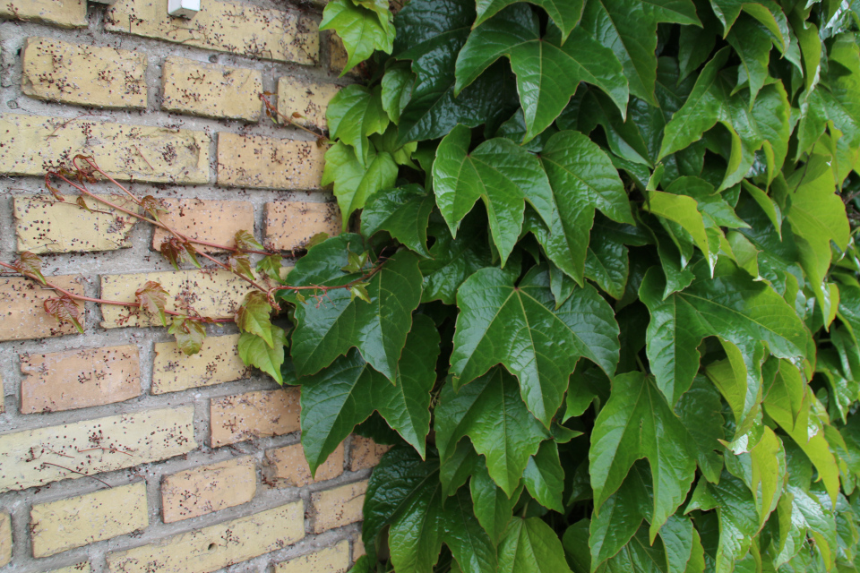 Девичий виноград триостренный кирпичной стене университета Орхус, Дания. Фото 5 июн. 2017