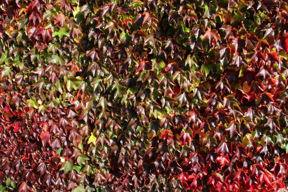 Осенняя листва девичьего винограда триостренного, ограда частного дома г. Вибю, Дания. Фото 6 окт. 2021