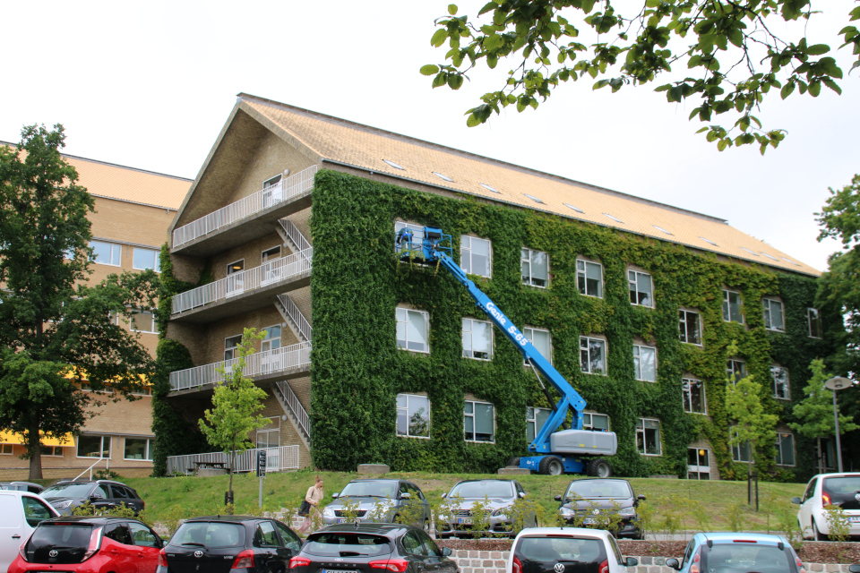 Обрезка лиан девичьего винограда на стене здания Орхусского университета, Дания. Фото 29 июл. 2020