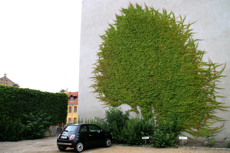 Девичий виноград триостренный в Дании - стена старого дома на улице Майлгэде (Mejlgade), г. Орхус, Дания. Фото 15 июл. 2014