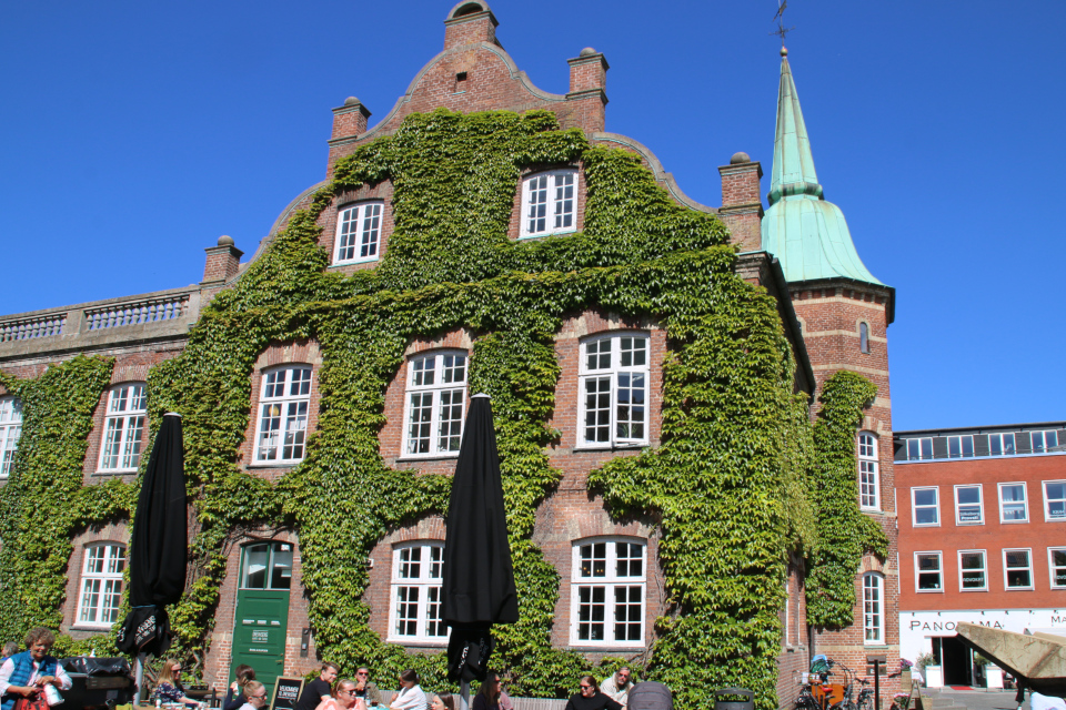 Девичий виноград триостренный в Дании - старая ратуша (здание построено в 1857 г.), г. Силькеборг, Дания. Фото 29 мая 2020