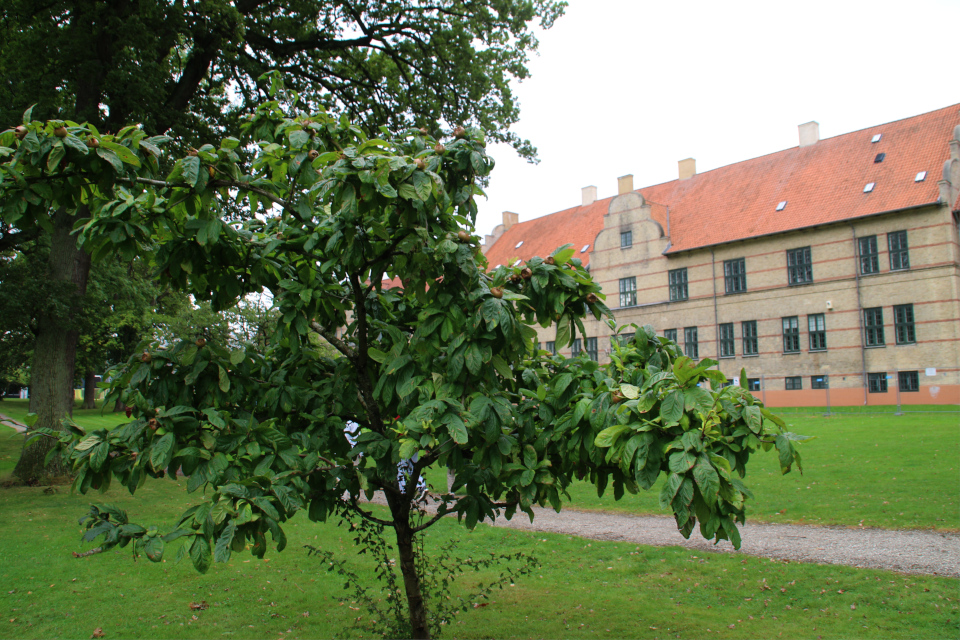 Молодое растение мушмулы германской, возраст которой около 5 лет. Городской парк г. Рисков, Дания. Фото 11 сент. 2021