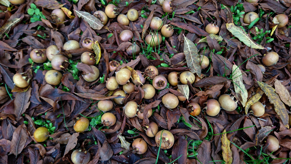 Плоды мушмулы германской под деревьями в ботаническом саду г. Орхус, Дания. Фото 19 нояб. 2019