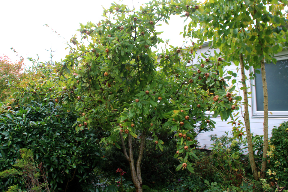 Мушмула германская с плодами. Фото 19 окт. 2021, мой сад, г. Хойбьерг, Дания