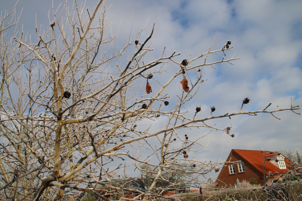 Высушенные морозом плоды мушмулы германской. Фото 20 фев. 2021, мой сад, г. Хойбьерг, Дания