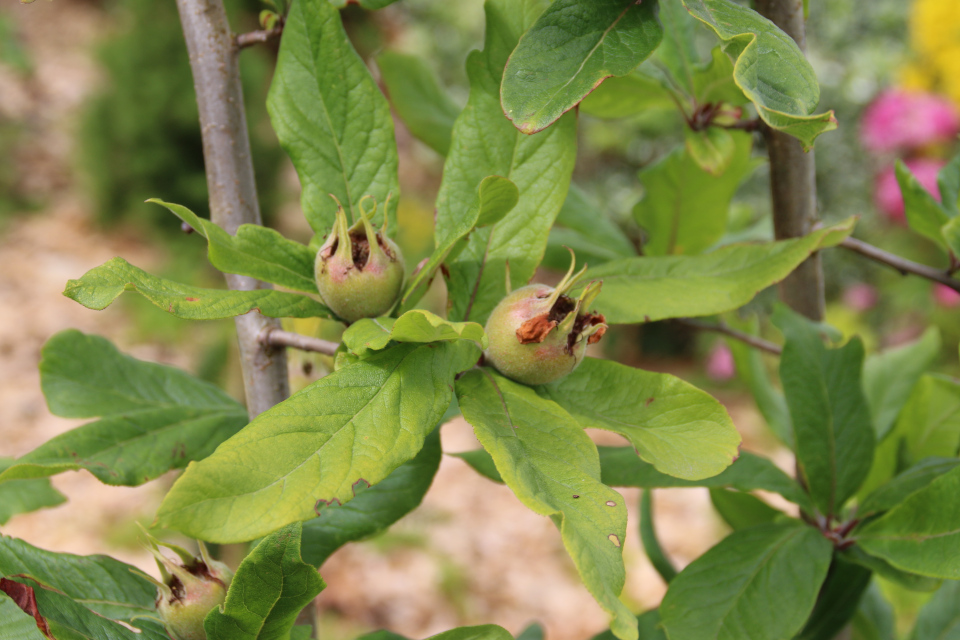 Первые плоды мушмулы германской в моем саду, г. Хойбьерг, Дания. Фото 2 июл. 2014