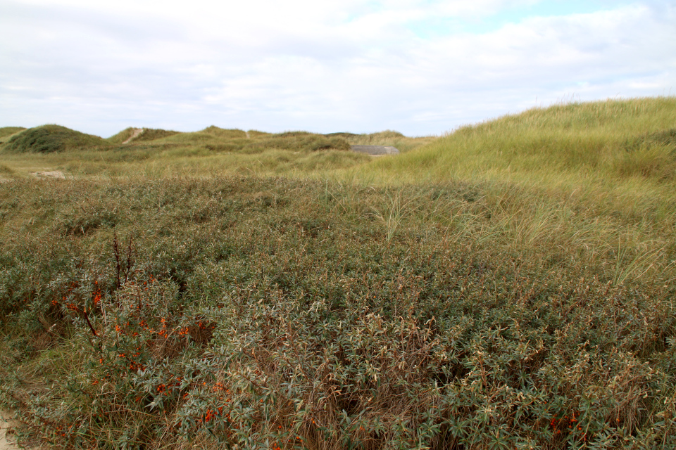 Облепиха (дат. havtorn, лат. Hippophaë rhamnoides) Бункеры Тюборён (Bunkerne Thyborøn), Атлантический вал, Дания. Фото 25 сентября 2021