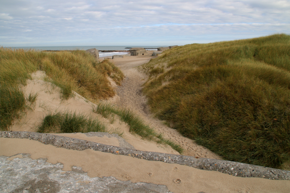  Песколюбка песчаная. Бункеры Тюборён (Thyborøn fæstningen), Атлантический вал, Дания. Фото 25 сентября 2021