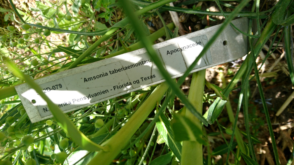  Амсония табернемонтана в ботаническом саду г. Орхус, Дания. Фото 23 июн. 2021