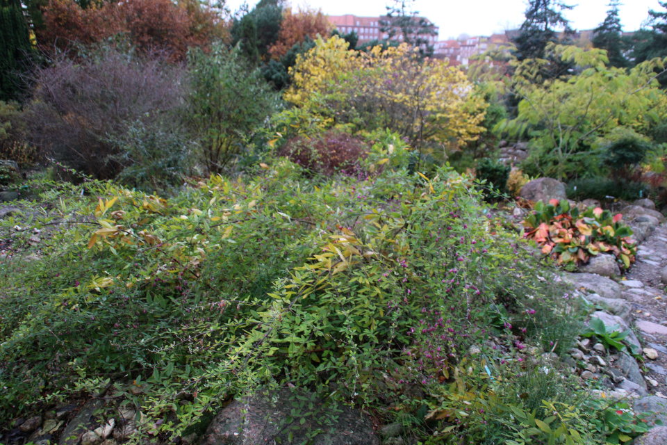 Леспедеца Тунберга в цвету. Ботанический сад Орхус 1 ноября 2021, Дания