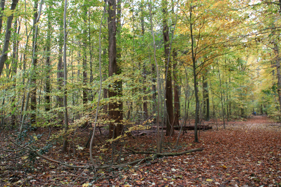 Метасеквойи в лесу Риссков (Metasequoia Risskov), Дания. Фото 30 окт. 2021