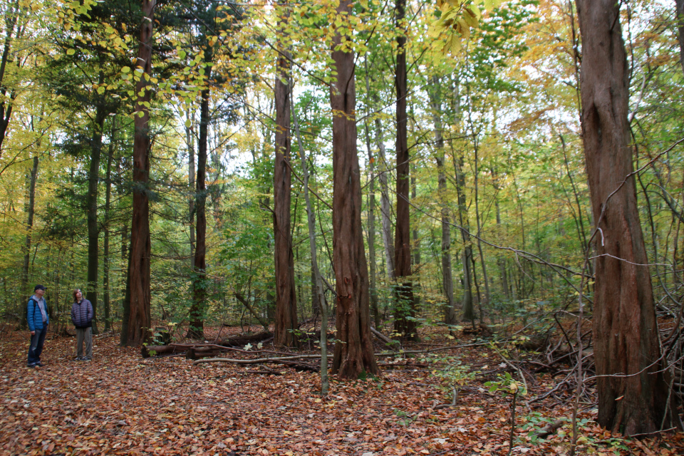 Метасеквойи в лесу Риссков (Metasequoia Risskov), Дания. Фото 30 окт. 2021