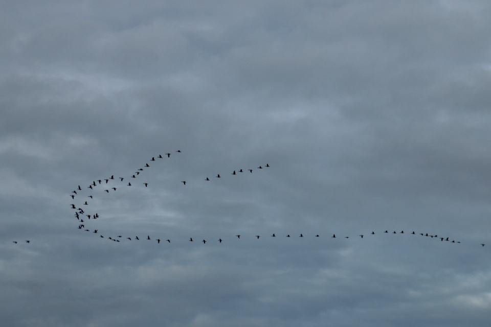 Гуси - перелетные птицы. Лесная плантация Глудстед (Gludsted plantation), Дания. 17 окт. 2021