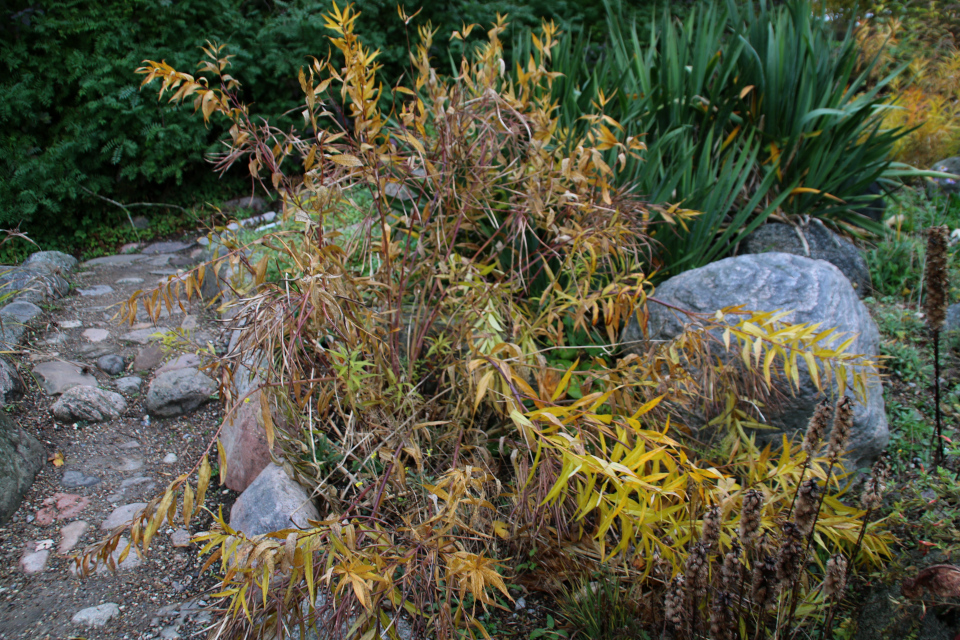 Амсония табернемонтана в ботаническом саду г. Орхус, Дания. Фото 1 нояб. 2021