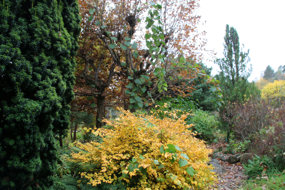 Корилопсис в осеннем наряде. Ботанический сад Орхус 1 ноября 2021, Дания