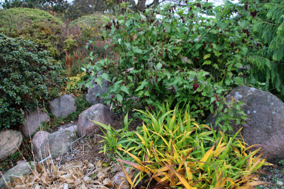 Лейцестерия прекрасная и Блетилла полосатая в ботаническом саду г. Орхус, Дания. Фото 1 нояб. 2021