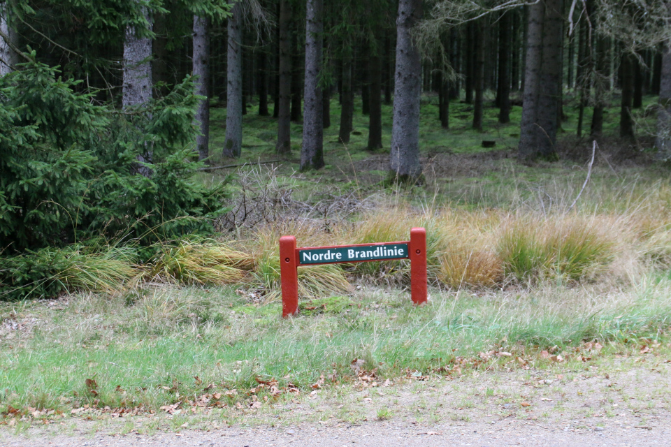 Противопожарные барьеры в лесу. Лесная плантация Глудстед (Gludsted plantation), Дания. 17 окт. 2021