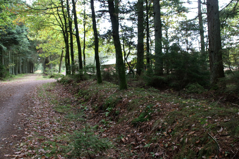 Земляная ограда. Лесная плантация Глудстед (Gludsted plantation), Дания. 17 окт. 2021